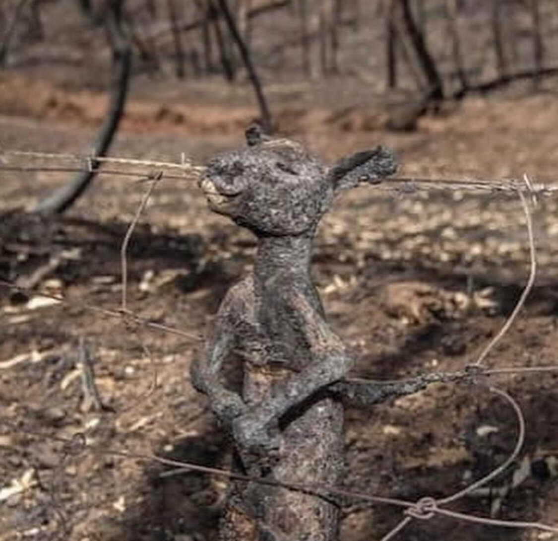 Жертвы пожаров в Австралии