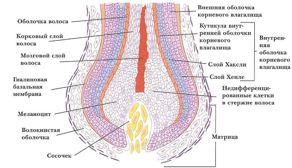 Источник: https://vmirevolos.ru