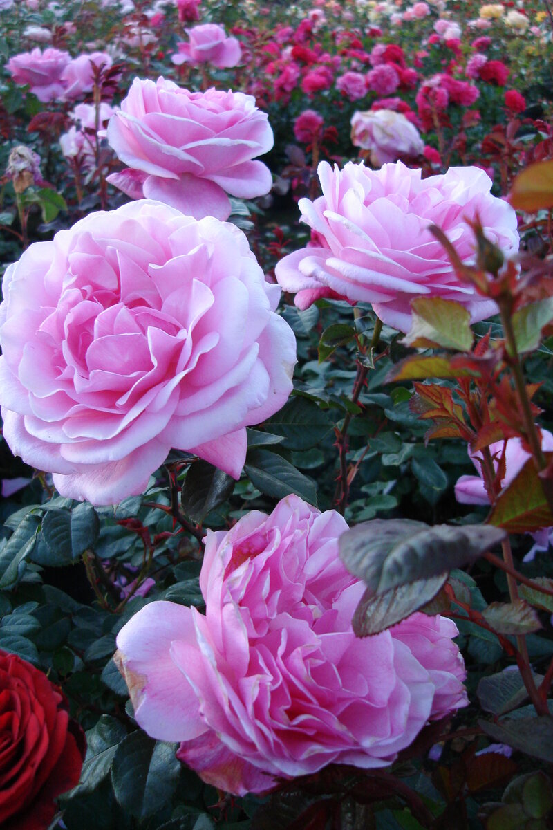 Роза Элеганс: особенности и характеристика сорта, правила посадки, выращивания и ухода, отзывы - садоводство и ландшафтный дизайн