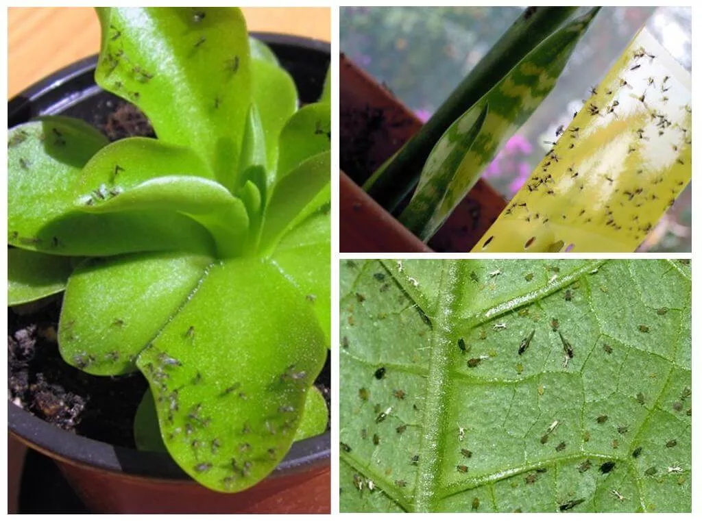 Мошки в комнатных растениях