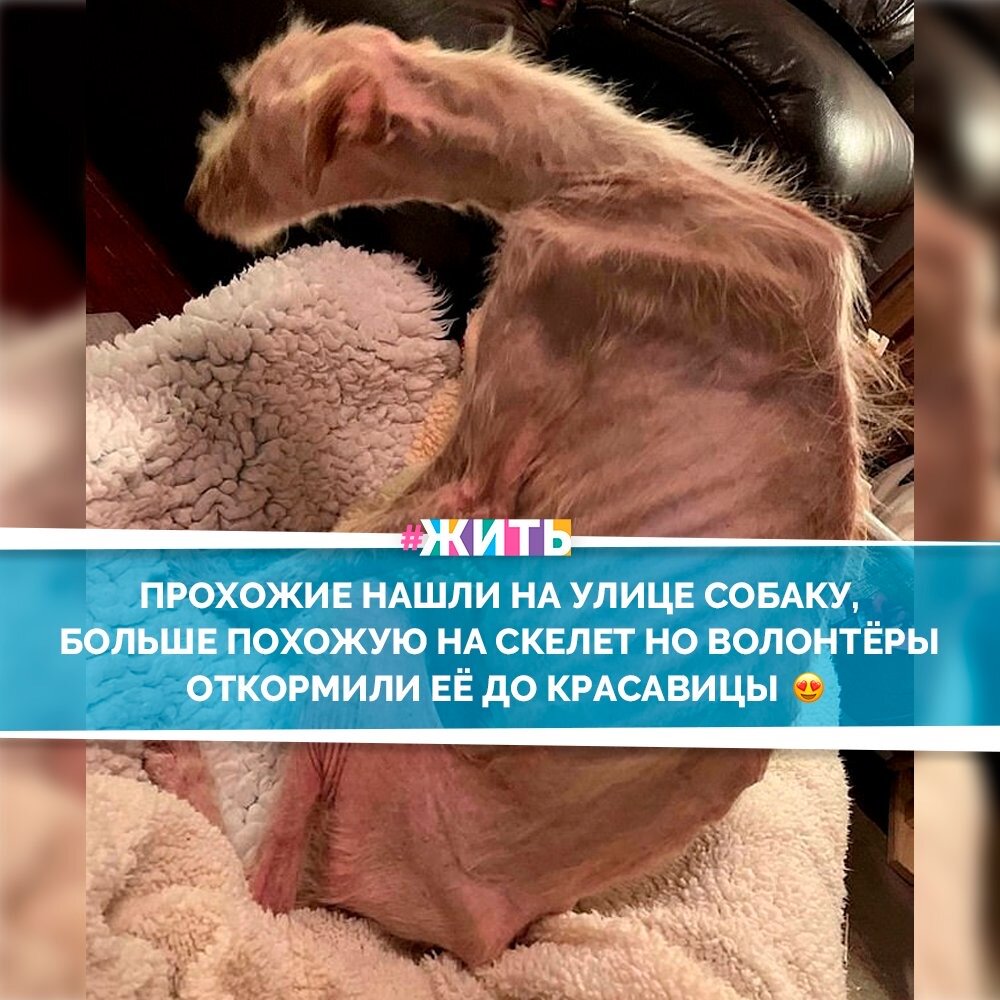 Роскошного преображения заслуживают не только люди, но и собаки☝️😌

Трёхлетнюю собаку по кличке Тигги нашли на улице прохожие и отправили её к волонтёрам, которые оказались не готовы к шокирующему состоянию животного. Собака была больше похожа на скелет, и на ней почти не осталось шерсти🙈

Но живительное комбо из любви, лекарств и здорового питания сделали из Тигги красотку! Смотрите сами!🤗😍

#жить #проектжить