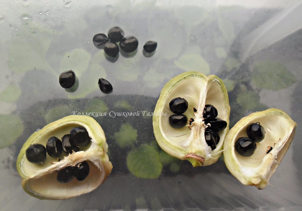    Так выглядит семенная коробочка с созревшими семенами 