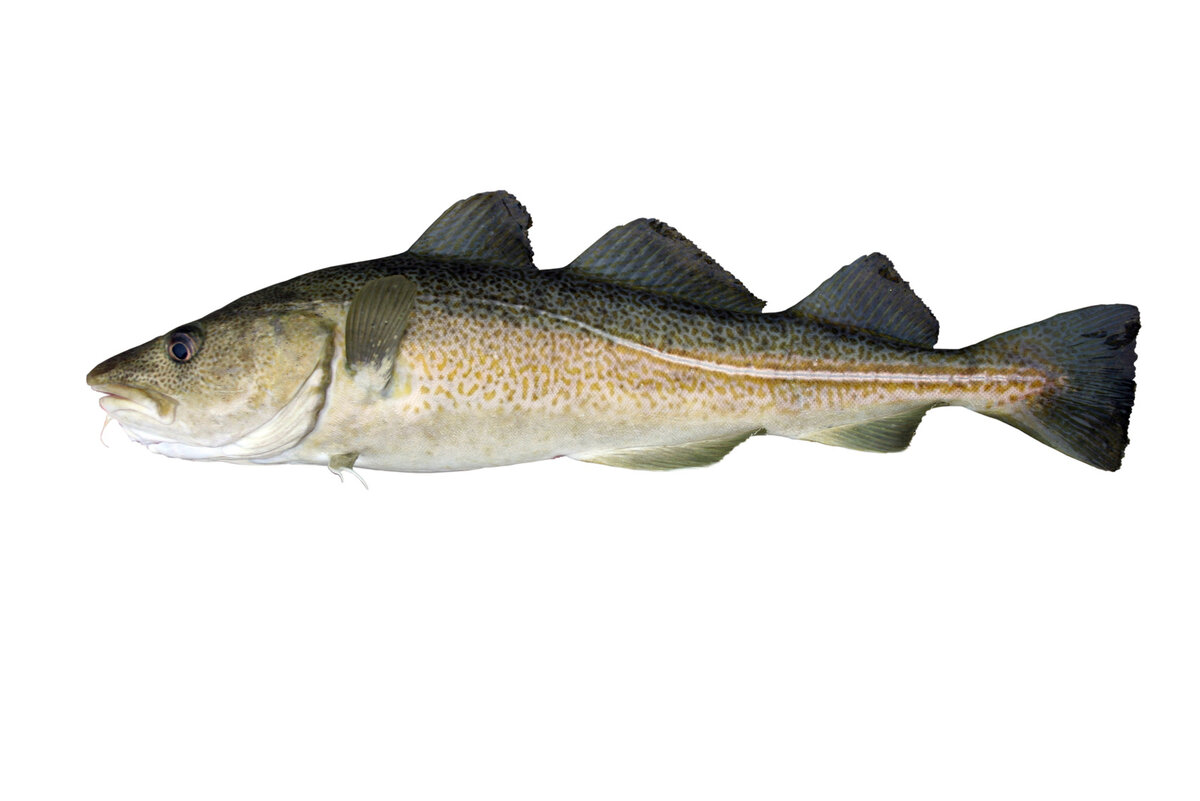 Сегодня ты треска-завтра полужидкая фигня