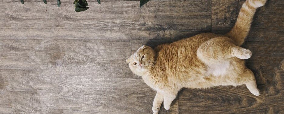 Активный образ жизни ускоряет метаболизм