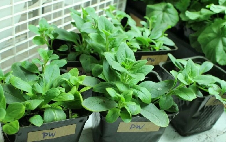 Рассада петунии