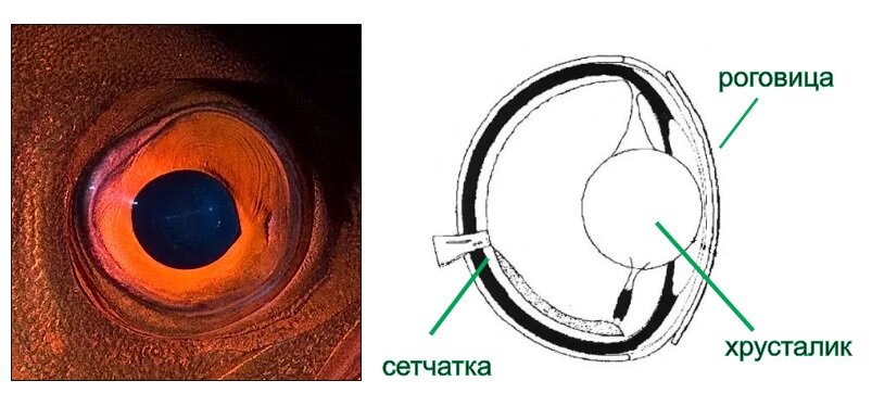 орган зрения рыбы строение. строение глаза акулы. строение глаза рыбы. хрусталик рыбы. в чем особенность строения глаз у рыбы.