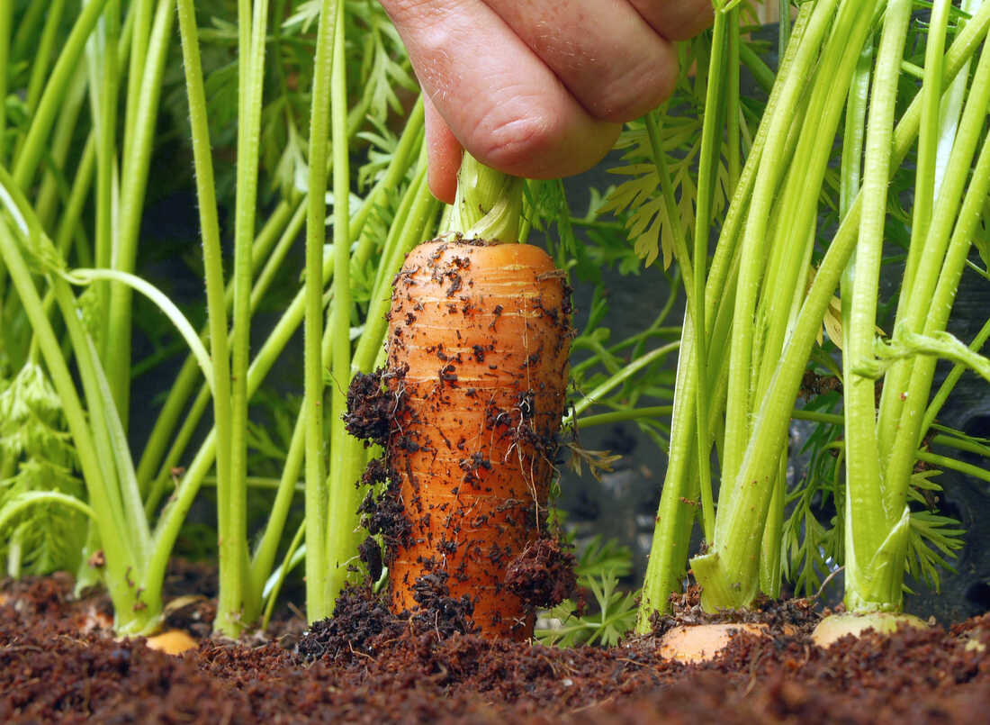 Рецепт лучшей Подкормки, после которой Морковь идет в быстрый рост