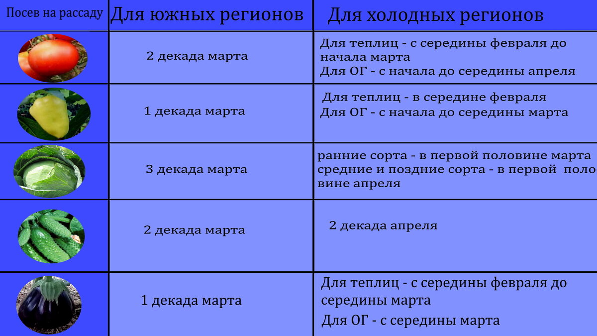 Когда сеют рассаду поздней капусты