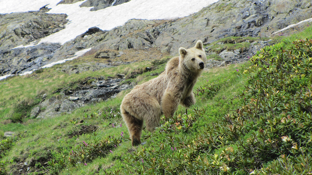 Встреча с медведем в походе. Чем грозит? | Дикий турист | Дзен
