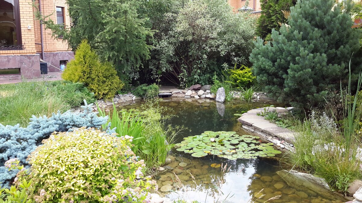 Пример "живого" пруда