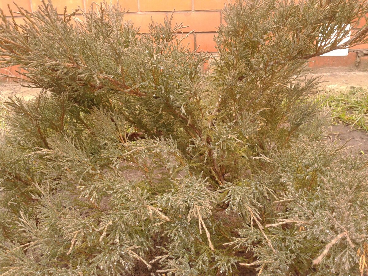 Можжевельник казацкий - самый распространённый вид.