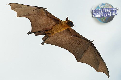 Описание и особенности Индийская летучая лисица (Pteropus giganteus) - один из 170 видов крыланов, называемых также летучими собаками – её голова действительно отдалённо напоминает собачью, а тело покрыто рыжеватой шерстью. Это крупная летучая мышь, длина ее тела достигает 30 см, размах крыльев 130 см, а вес у самцов колеблется от 1300 до 1600 г, у самок же составляет около 900 г. У индийской летучей лисицы большие глаза, поскольку несмотря на ночной образ жизни эхолокационную систему она задействуют только в исключительных случаях, полагаясь главным образом на зрение. У нее прекрасно развит слух – например, своего детеныша она узнает по голосу. Сильные широкие крылья индийской летучей лисицы приспособлены к быстрому полёту, а во время отдыха они закутываются в кожистые перепонки как в одеяло. На задних лапах у этой летучей мыши по 5 пальцев с длинными когтями; они хорошо приспособлены для цепляния за ветки и подношения больших фруктов во время еды (причем висеть они могут как на одной, так и на обеих лапках). Известно, что летучие лисицы пьют морскую воду, получая таким образом нужные минеральные вещества.Как это ни удивительно, летучая лисица хорошо плавает - часто можно наблюдать, как она переплывает реку. При температуре воздуха 37 °C эти рукокрылые облизывают грудь, брюхо и перепонки, охлаждая так свое тело.