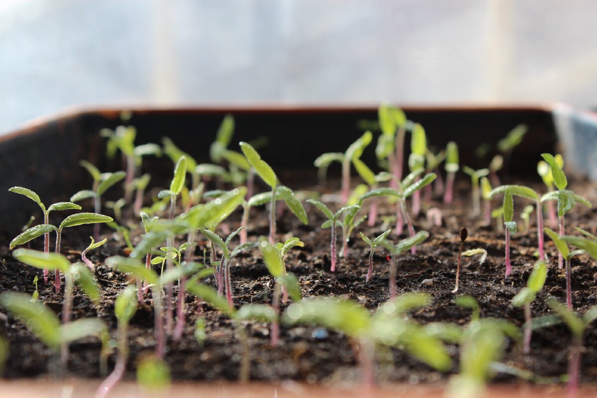 Помидоры набирают силу (фото из личного архива)