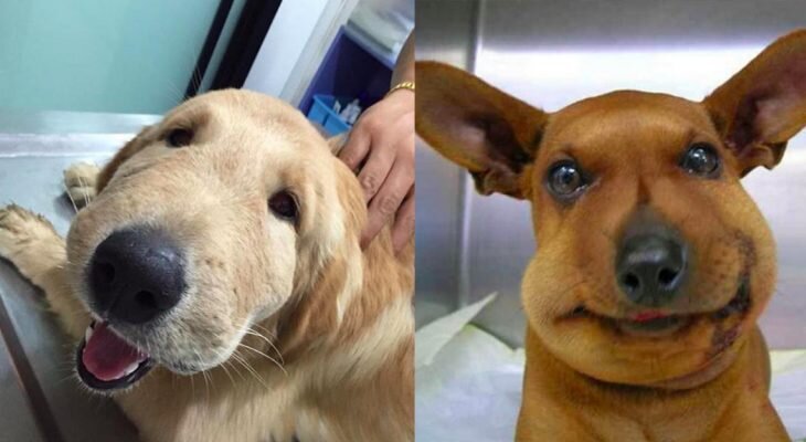 Фотоматериал: https://yandex.ru