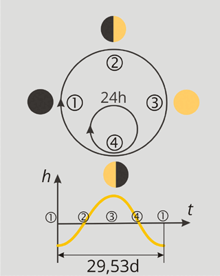 1 - новолуние; 2 - первая четверть; 3 - полнолуние; 4 - последняя четверть.