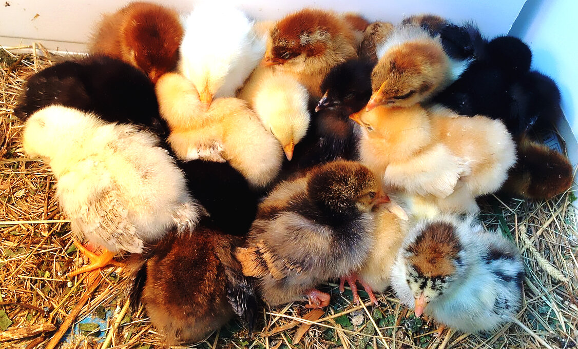 Цыплятам всего несколько дней.