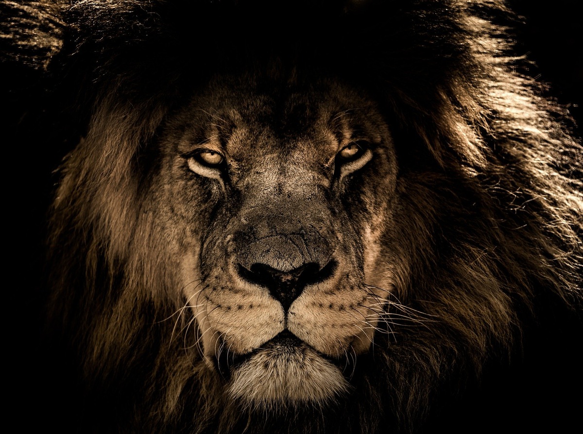 https://cdn.pixabay.com/photo/2017/10/25/16/54/african-lion-2888519_960_720.jpg