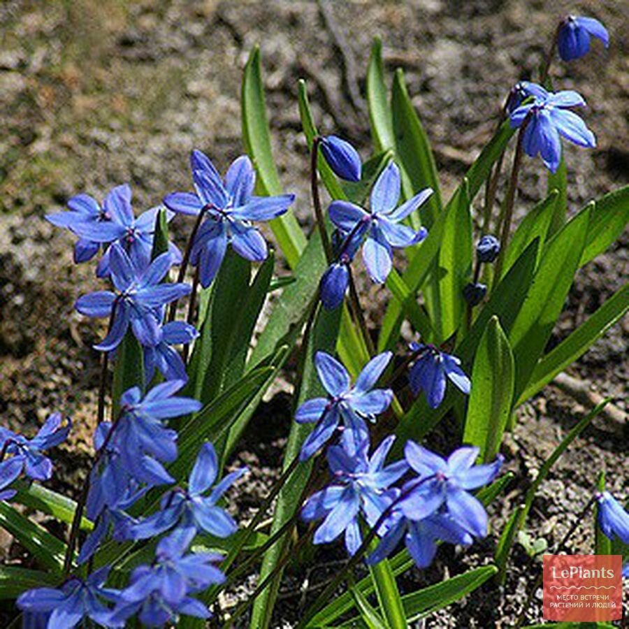 Сцилла bifolia rosea