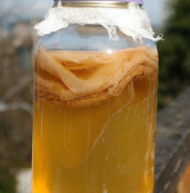 Чайный гриб 