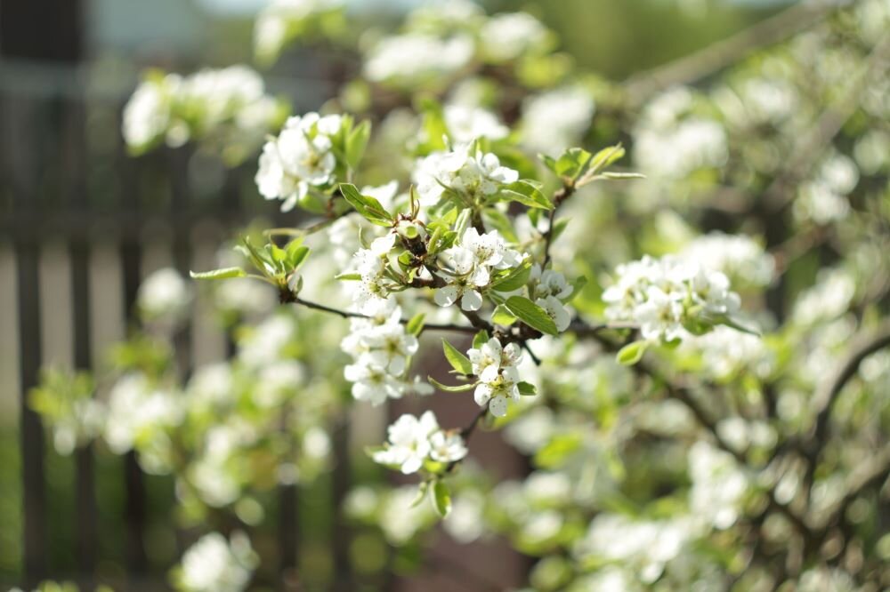 Цветение груши 