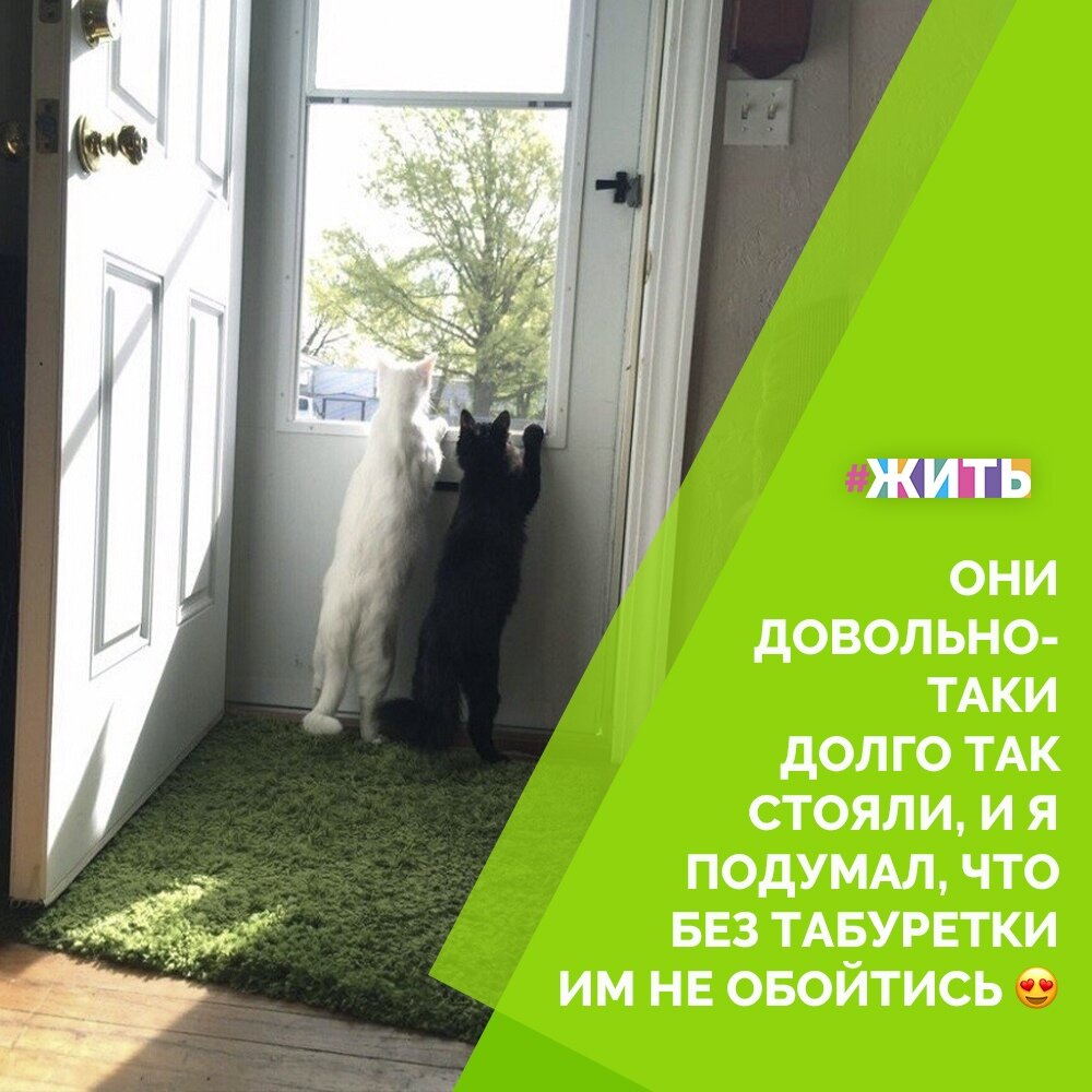 Без животных жить намного скучнее. Даже если живущий в доме котик просто спит, то дом становится намного уютнее. А ещё, они очень похожи на нас. Например, они способны так же сосредотачиваться на чем-то, что не обращают внимание ни на что больше😄 
Как вы думаете, что же так заинтересовало этих котов?😺

#жить #проектжить #животные