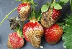 Подобным образом проявляется другое заболевание садовых растений – фитофторозная гниль. Она также связана с грибковой инфекцией и тоже может поражать все части растения.