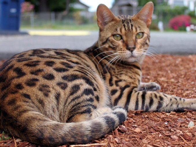 "Домашний леопард" с покладистым характером.