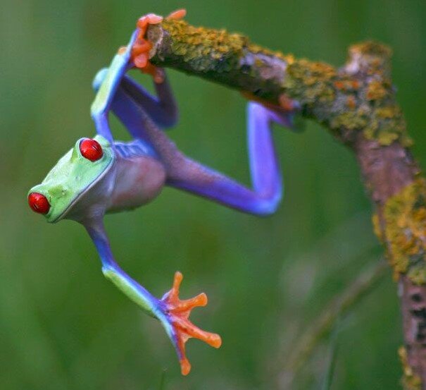 Изображение с Яндекс. Картинки.