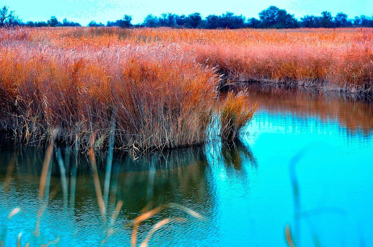 Сухой камыш.