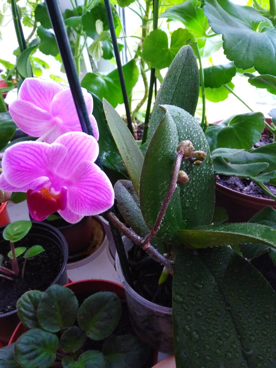 Вот такая красота у меня выросла! 