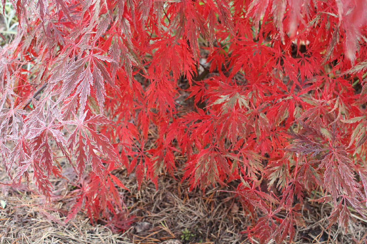1 ноября 2020 в нашем саду. Acer palmatum atropurpureum dissectum
