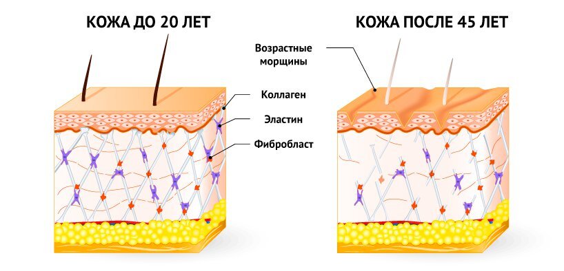 Питьевой коллаген: эффективно или нет