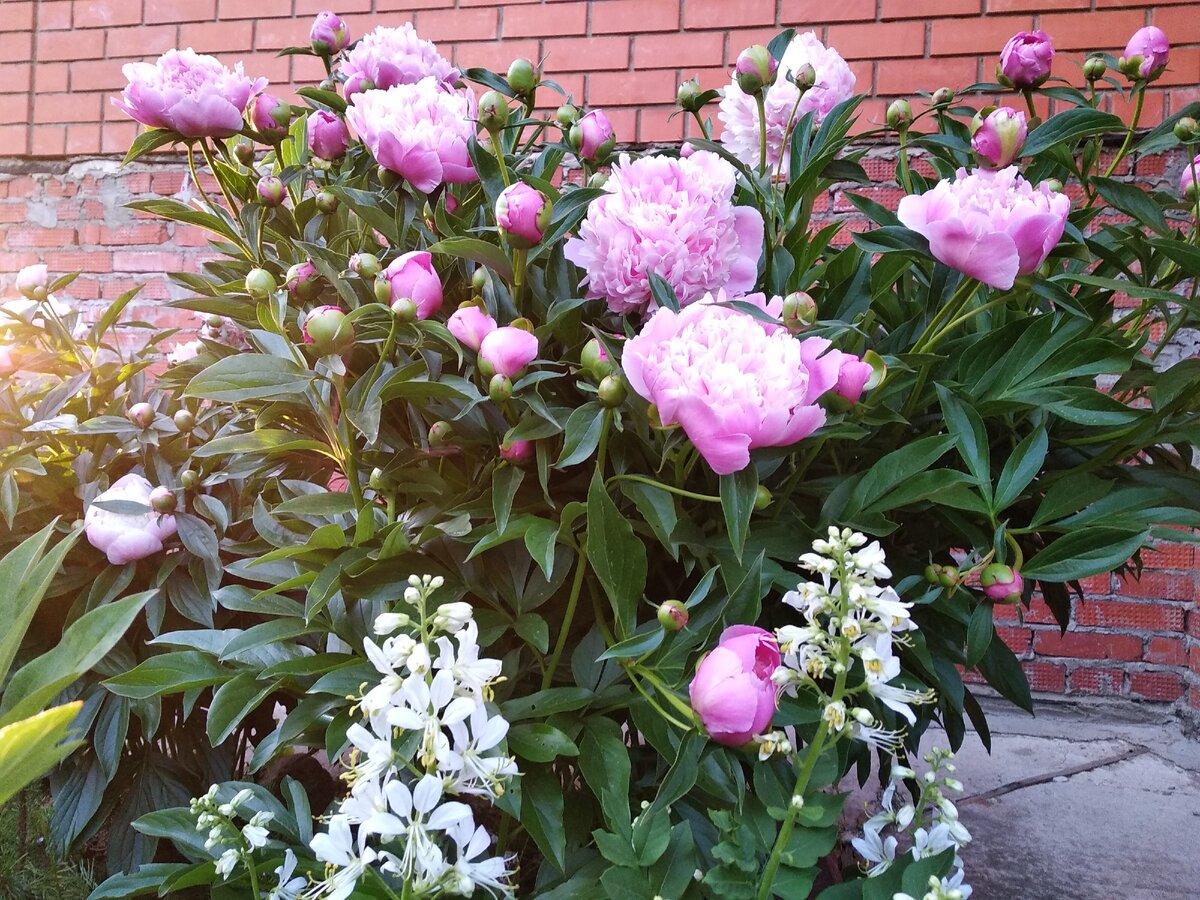 Ясенец белый (Dictamnus albus)