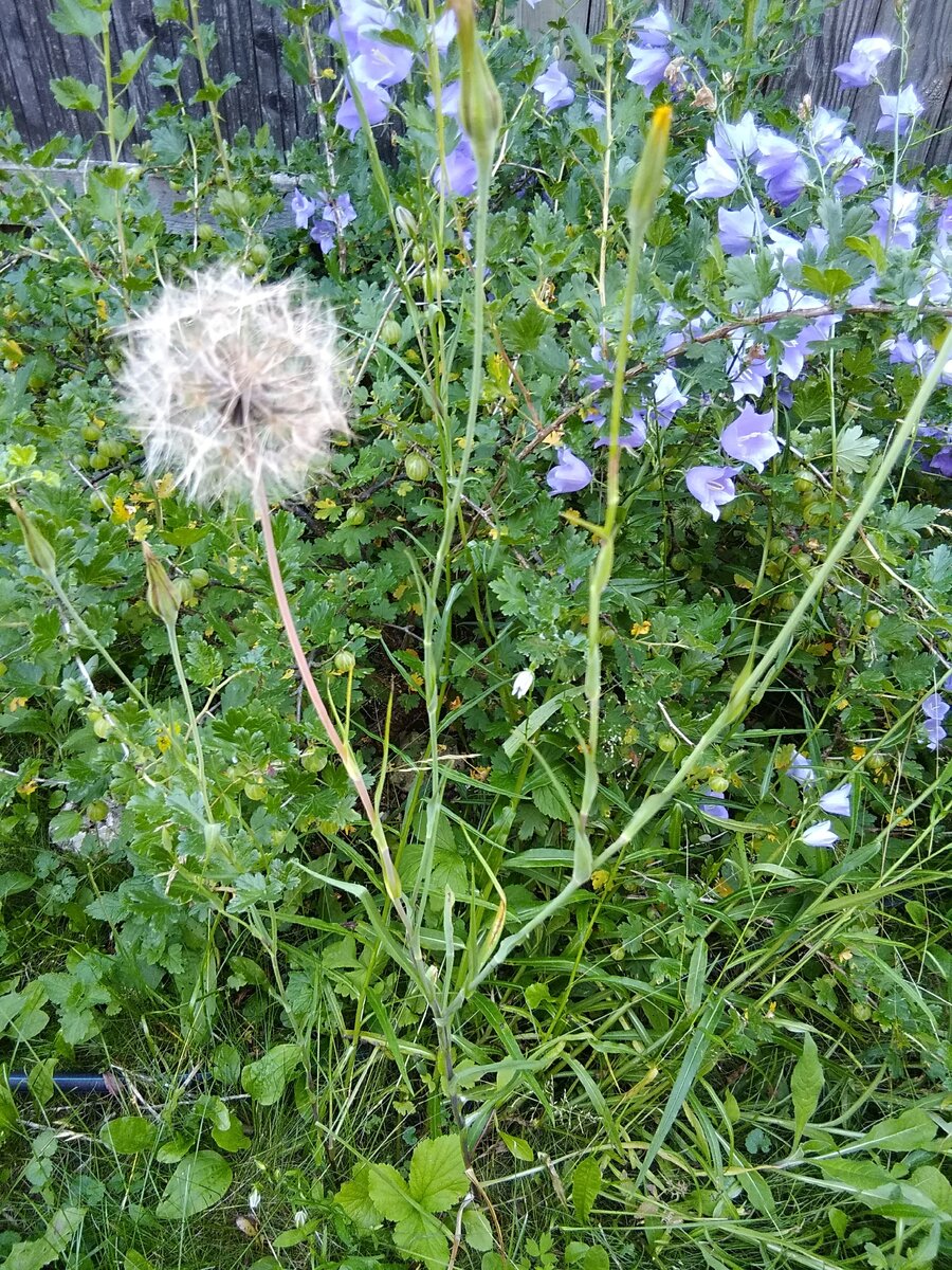 Козлобородник