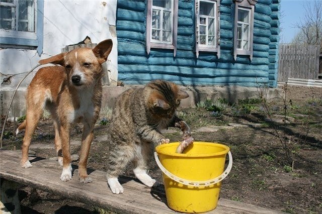 Жизнь в селе на веселе. Кошка и собака в деревне. Кот и пес в деревне. Смешные животные в деревне. Собака в деревенском дворе.