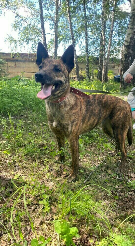 Твикси фото https://m.vk.com/zooactiv_help