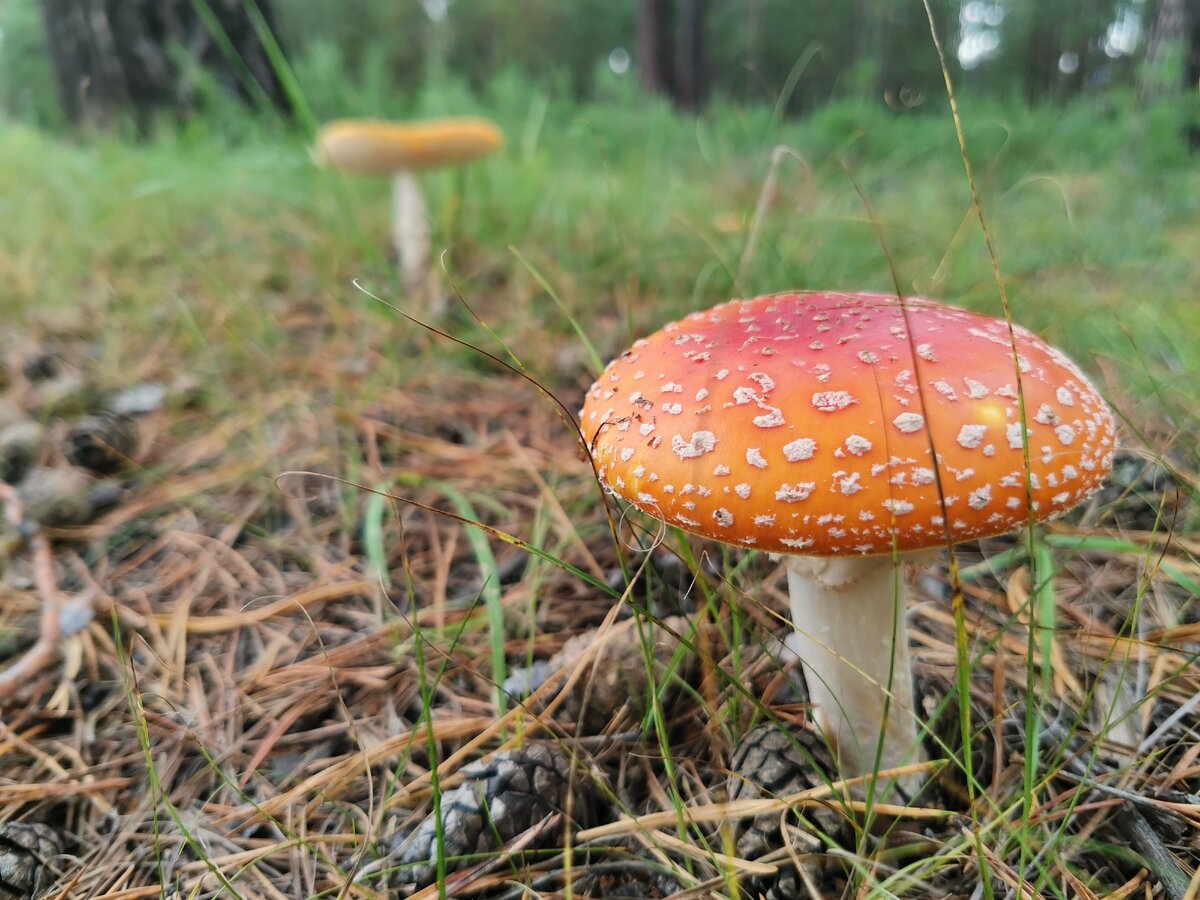 Короткая история накануне учебного года