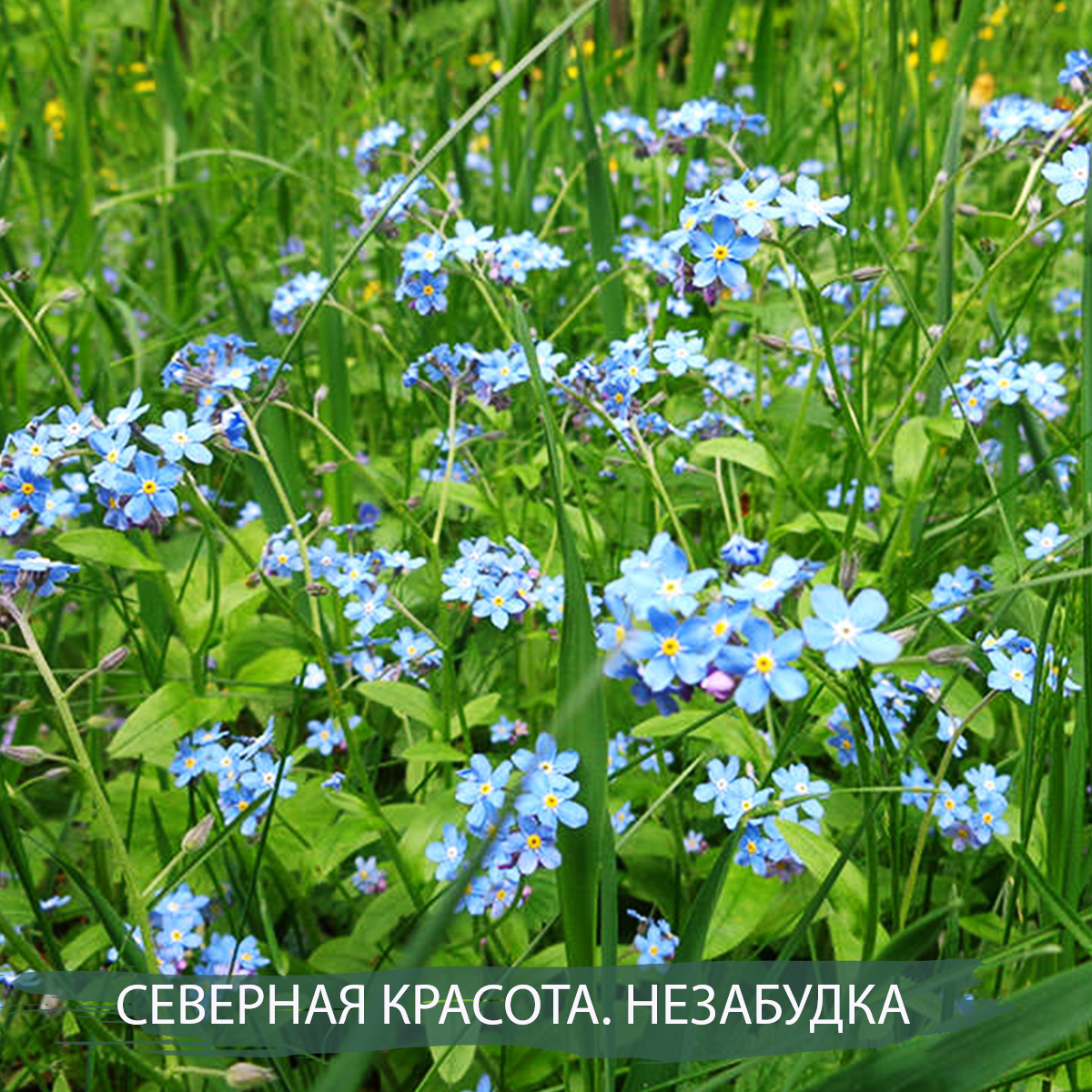 На поляне растут синие цветы. Незабудка Лесная Myosotis sylvatica. Незабудки Лесные цветы. Незабудка Болотная. Незабудка холмовая.