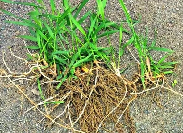 Источник фото Яндекс.Картинки