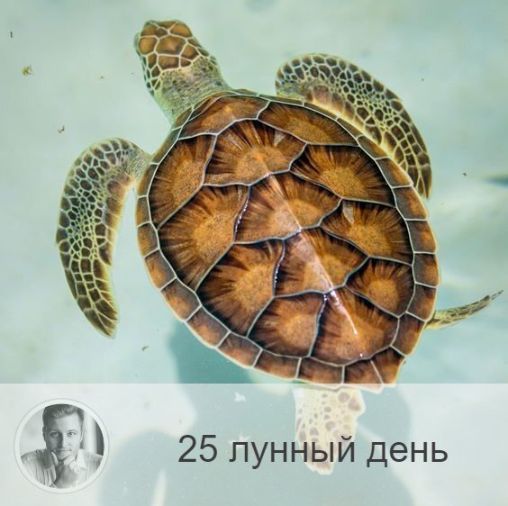 Подписывайтесь на наш канал, друзья!
25-ый лунный день с 00:16 10-ого по 01:44 11-ого. 🔆 Все становятся мудрецами и пророками.
🐢 Символ дня – черепаха, раковина.
🎂 Люди, рождённые в этот лунный день, мудры, неторопливы, даже немного заторможены. Они часто видят вещие сны и их любит удача.
💍 Камни - тигровый глаз, кошачий глаз.
🌞 25-ые лунные сутки энергетически связаны с десятью Египетскими казнями и благоприятны для завершения начатых, текущих дел, а вот новое сегодня начинать не рекомендуется. Символ дня  — черепаха, настраивающая на пассивность и спокойствие, тихую неторопливость. Плывите по течению, побудьте в тишине, обдумайте свою жизнь.
✅ Рекомендуемые практики: очищение ума и тела, отслеживание своих внутренних состояний, ароматерапия.
В 25-й лунный день наш внутренний голос становится громче, поэтому надо очень внимательно прислушиваться к своим ощущениям, мыслям, необъяснимым порывам и любой информации.
💊 Сегодня полезно поголодать и очистить организм от шлаков и токсинов.
❌Запрещено: спешка, негативные мысли.
В этот день нельзя спешить и суетиться. Не рекомендуется пить много жидкости, есть тяжелую пищу, принимать лекарства. Нельзя думать о плохом, давая волю негативном эмоциям.
⭕️Уязвимые органы: уши
В 25-й лунный день надо беречь уши, нельзя их прокалывать, ведь с этим днём связаны мочки ушей и козелок, которые являются энергетическими центрами.
⚠️ Знак:
Неправильное использование энергии дня выражается в болезнях ушей. Даже прыщик на ухе - тоже знак.
💤 Сон после полуночи может оказаться вещим. В целом же неприятный сон означает, что вы не полностью реализуете себя в жизни, вам дано больше, обратите на это внимание.

—————
⭐ 3 факта об Олеге Персидском ⭐
* Автор уникальной системы прогнозирования
* Личный консультант звёзд шоу бизнеса, известных политиков и бизнесменов
* Ведущий эксперт всех федеральных TV каналов
✓ Записаться на консультацию ⇨ numeromagic.ru/uslugi