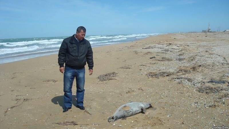 Гибель животных на Каспии вследствие разлива нефти и выбросов сероводорода – явление учащающееся