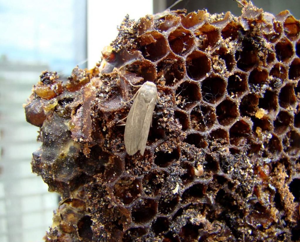 Восковая моль. Изображение взято из интернета.