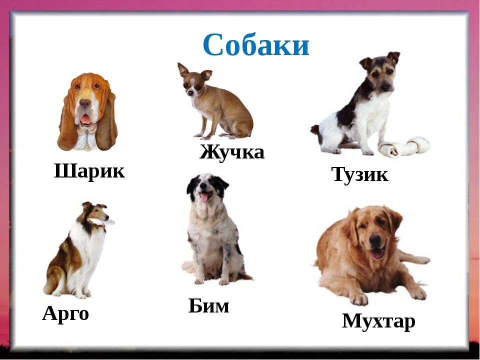 Кличка для собаки