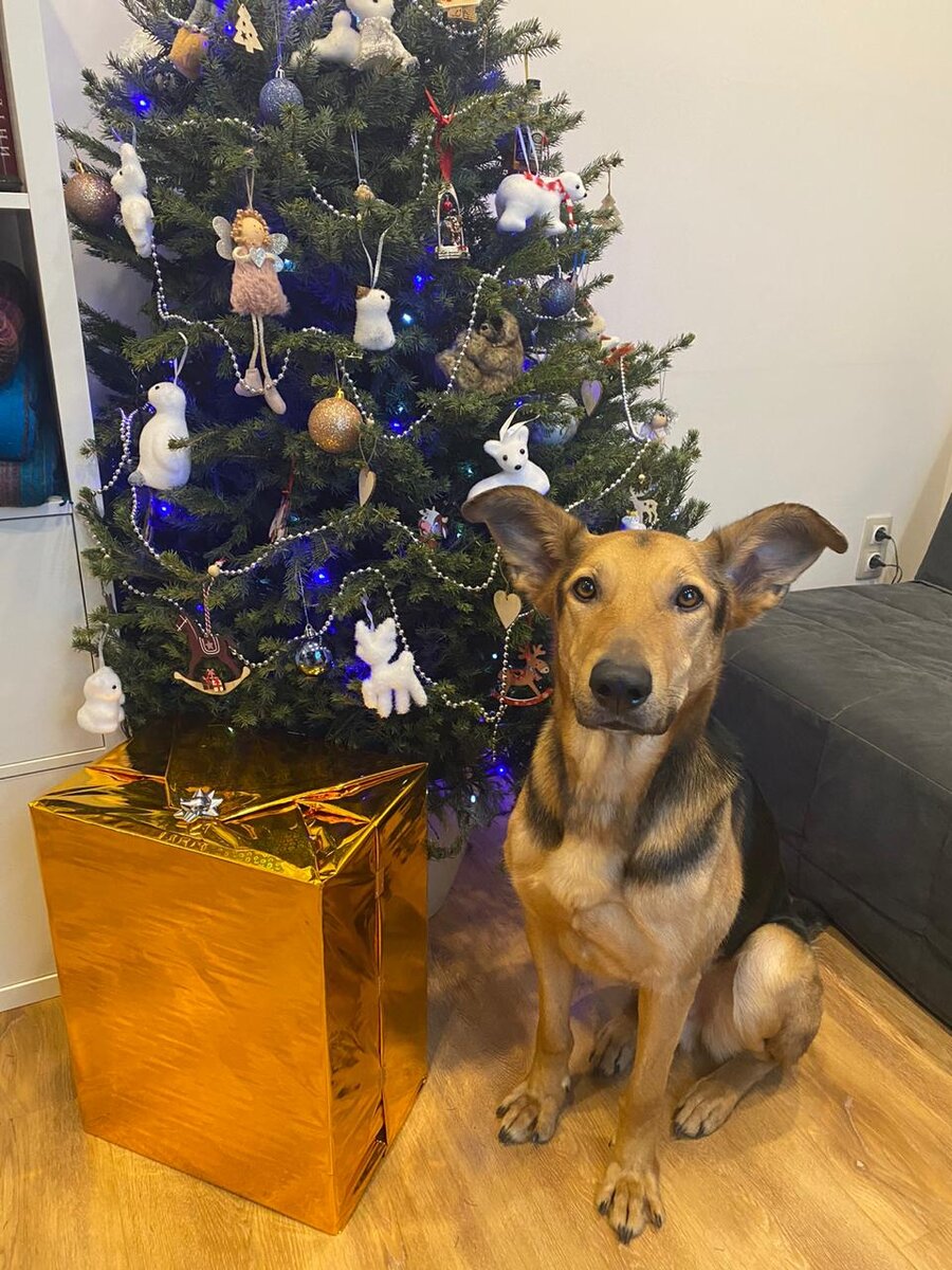 Это Ричард. У него промежностная уретростома с лета 2020 года. Сейчас он прекрасно себя чувствует и поздравляет всех с прошедшим Новым Годом! (фото владелицы Анны)