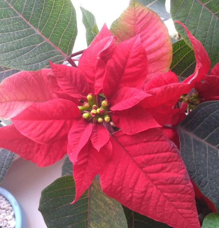 Пуансеттия 19.12.2020