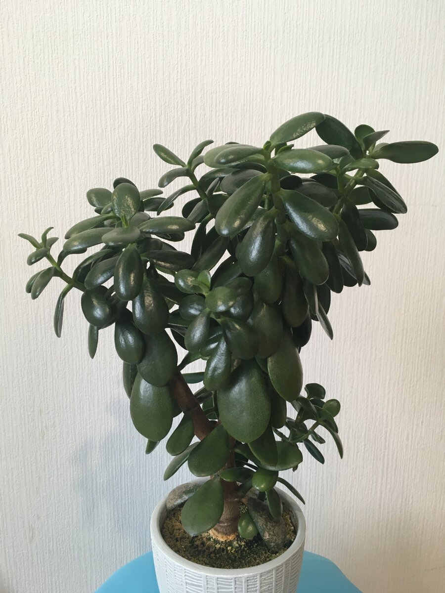 Крассула возрастом три года