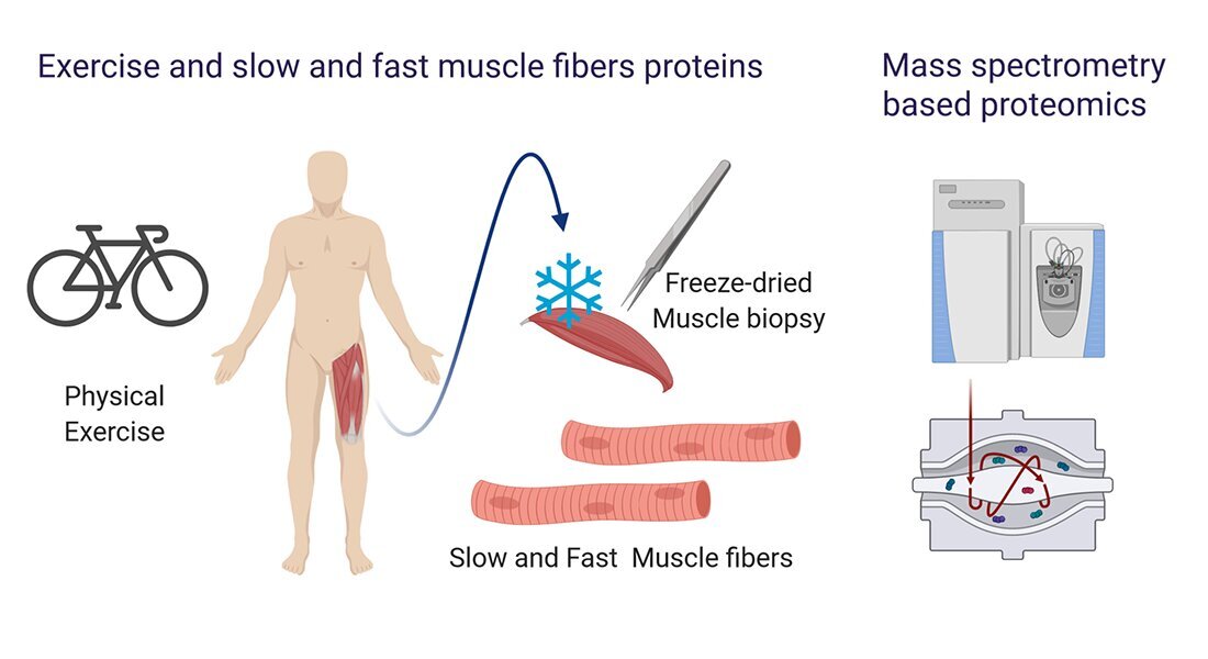 Credit: University of Copenhagen - The Faculty of Health and Medical Sciences