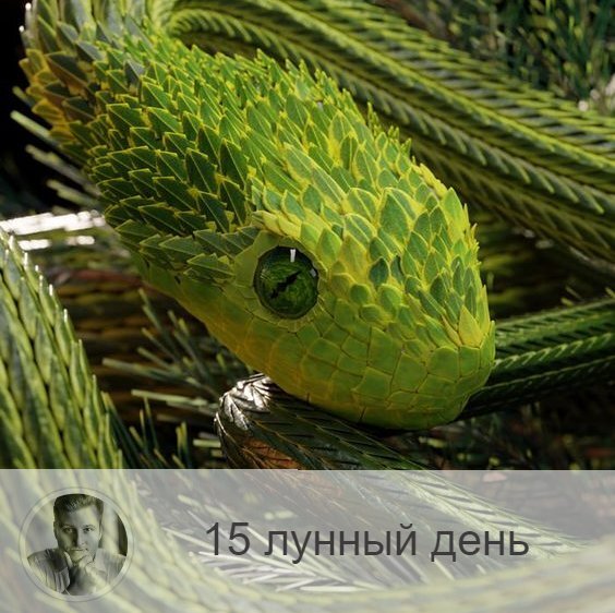 Подписывайтесь и ставьте 👍
15-ый лунный день с 13:52 26-ого по 14:52 27-ого. 🔆 Время разгула сил зла.
🐍 Символ дня – змей, шакал.
🎂 Люди, рождённые в этот лунный день, несут очень тяжелую карму. Часто учеба дается им с трудом. Они, как правило, не могут бороться с собой и поддаются всяческим соблазнам, растрачивая свою энергию впустую.
💍 Камень – агат.
🌚 Достаточно негативный, во время которого велики шансы поддаться соблазнам и совершить какую-нибудь глупость. Самоконтроль в эти лунные сутки ослаблен, зато инстинкты очень сильны. Постарайтесь справиться с эмоциями и заняться укреплением самодисциплины. Нельзя предпринимать ничего важного, влияющего на судьбу. От шопинга также лучше воздержаться.
✅ Рекомендуемые практики: аскеза, преодоление искушений.
В этот день надо практиковать аскезу, побеждать свою плоть, есть постную пищу, но она должна быть горячей и острой. Аскеза – это отказ от всех искушений, в том числе и в пище, что способствует неуязвимости перед силами зла, создает человеку защиту. Пища должна быть простой, горячей и острой. Так же в этот день особо рекомендуется помолиться за врага, так как после полнолуния есть возможность обрести защиту и улучшить отношения с людьми, которые создают в вашей жизни напряжение и негатив.
💊Очень полезно поголодать или посидеть на диете, так как в это время ослаблена поджелудочная железа и печень. Любые формы воздержания принесут пользу.
❌Запрещено: ссоры.
Нельзя есть капусту, чеснок, яблоки, так как эти продукты плохо усваиваются в этот лунный день.
⭕️Уязвимые органы: поджелудочная железа.
Нарушение рекомендаций дня может привести к боли в желудке, в худшем случае к гастриту и язве. В это время хорошо употреблять продукты, чистящие поджелудочную железу.
💤Сны этих лунных суток — вещие, в которых ваши проблемы могут предстать в символическом виде, а по ходу сна будет дана подсказка, как справиться с ними.

—————
🌎 Предсказываю и корректирую судьбу из любой точки мира
⇨ numeromagic.ru/uslugi