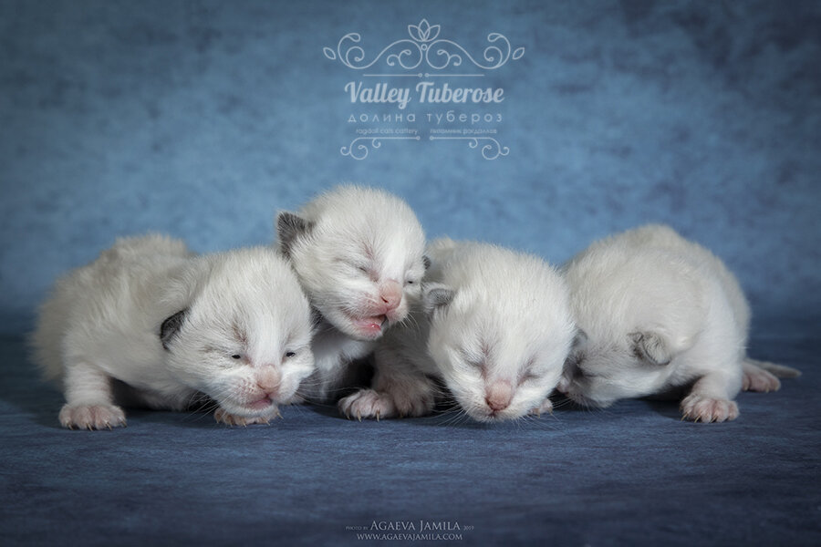 Котята рэгдолл  7 дней