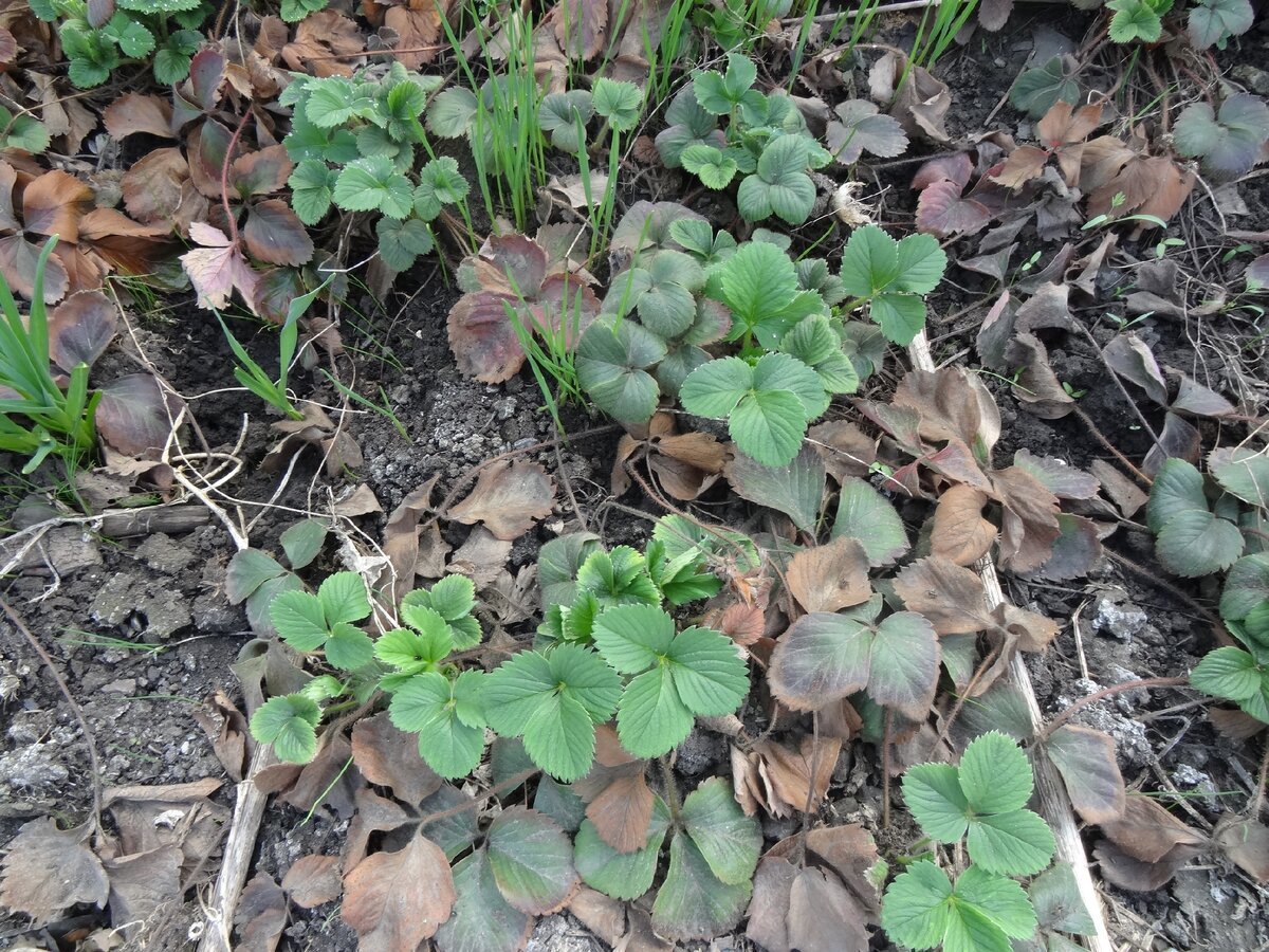 Выращивание клубники.